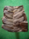 Neuropteris flexuosa в конкреции.
