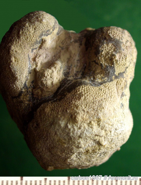 ордовик, мшанки, Ordovician