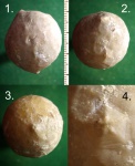 Цистоидея Echinosphaerites