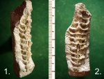 Прямораковинный моллюск Aploceras sp.
