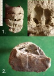 Фрагмент раковины прямораковинного моллюска.