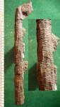 Artisia approximata -1.