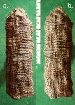Artisia approximata - 2.
