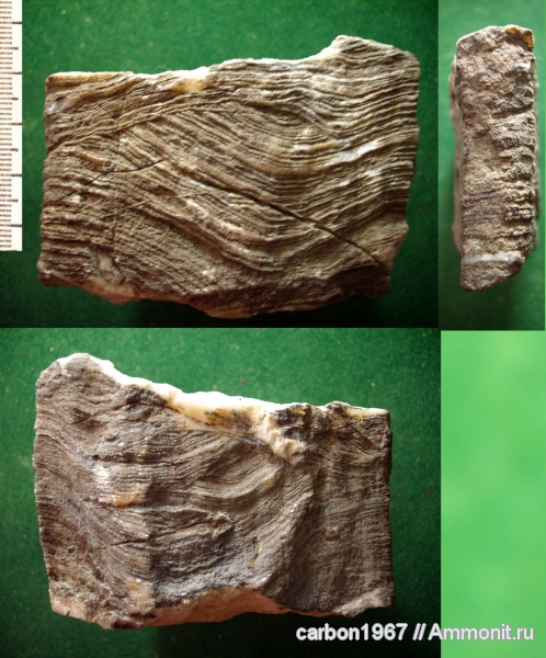 мел, двустворчатые моллюски, рудисты, Bournonia, Cretaceous