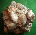 Скопление моллюсков Aucellina sp.  и вездесущий аммонит.