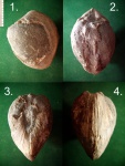 Крупный двустворчатый моллюск Arctica narzanensis.