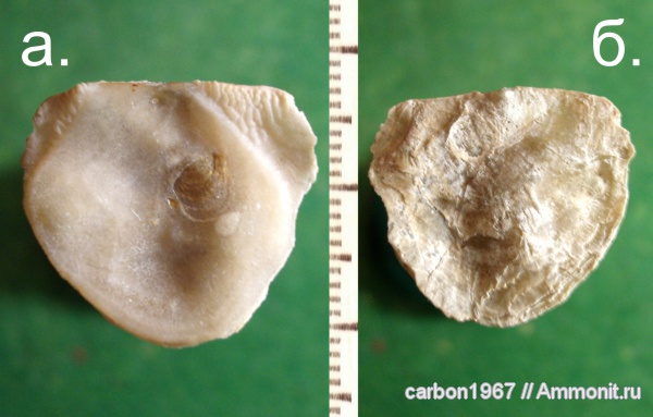 мел, двустворчатые моллюски, устрицы, Pycnodonte, Cretaceous