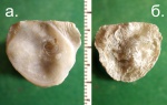 Створка мелкой устрицы Pycnodonte sp.
