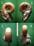 Аммонит Tetrаgonites heterosulcatus.