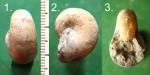 Аммонит Phyllopachiceras euchwaldi.