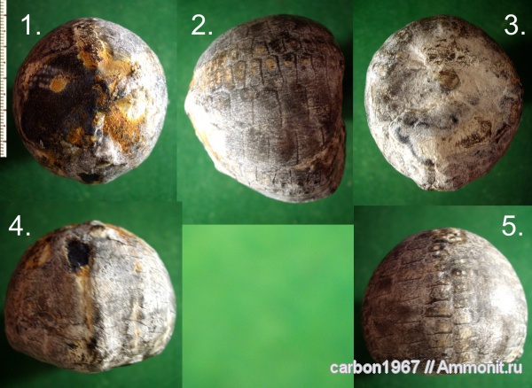 морские ежи, мел, Echinocorys, Cretaceous