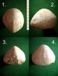 Морской ёж Echinocorus belgicus.