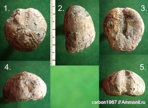 морские ежи, мел, палеоген, Seunaster, Cretaceous