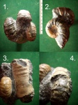 Скопление Epicheloniceras sp. - 2