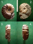 3/4 Epicheloniceras sp.
