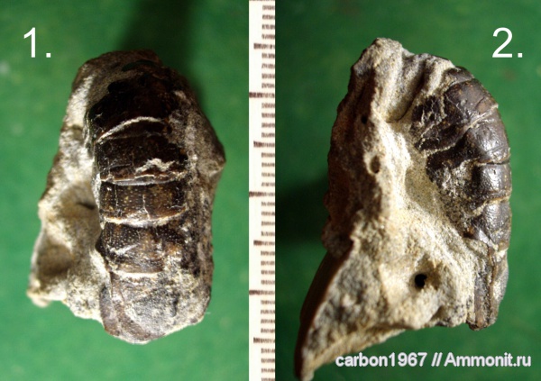 мел, членистоногие, раки, Hoploparia, Cretaceous