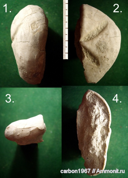 морские ежи, мел, палеоген, Toxopatagus, Cretaceous