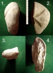 Морской ёж Toxopatagus rutori.