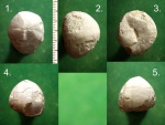 Морской ёж Conulus subrotundus var. cоnoidea