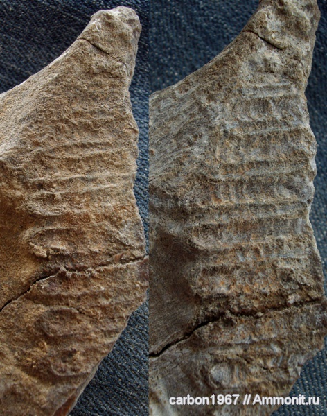 мел, двустворчатые моллюски, готерив, Hauterivian, Cretaceous
