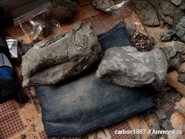мел, двустворчатые моллюски, готерив, Hauterivian, Cretaceous