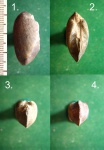 Grammatodon carinatus..