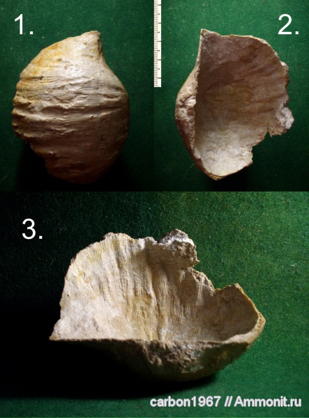 брахиоподы, карбон, Gigantoproductus