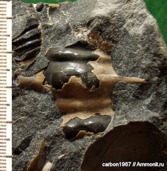 аммониты, мел, апт, Ammonites, Aptian, Cretaceous