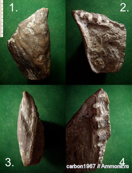 мел, двустворчатые моллюски, Gervillia, Cretaceous