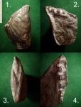 Створка  Gervillia anceps.