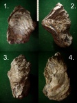 Устрица Ostrea sp.