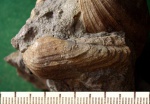 Arca carteroniana (?).