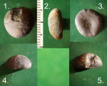 Морской ёж Discоides decoratus.