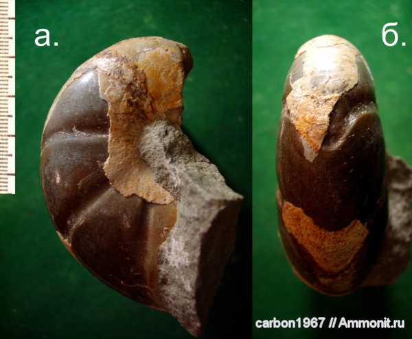 аммониты, мел, апт, Desmoceras, Ammonites, Leiophylloceras calypso, Desmoceratidae, Aptian, Cretaceous