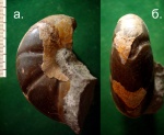 Аммонит   Leiophylloceras calypso .