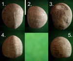 Морской ёж Echinocorys subglobosus.
