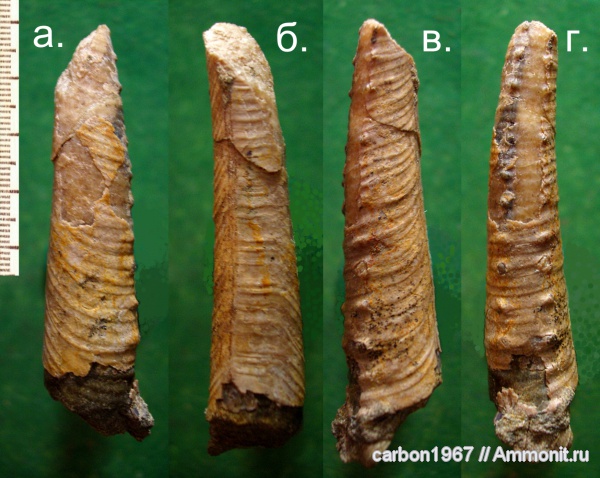 аммониты, мел, Ammonites, Heteroceras, Cretaceous