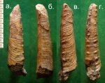 Гетероморфный аммонит Heteroceras (?).