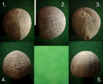 Морской ёж Echinocorys fonticola.