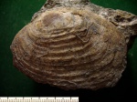 Моллюск Laternula sp.