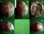 Морской ёж Echinocorys humilis.