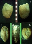 Моллюск Nucula sp.