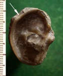 Молодая устрица Amphidonta sp . Молодая устрица Amphidonta sp .