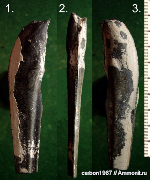 мел, двустворчатые моллюски, Gervillia, Cretaceous