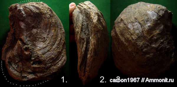 мел, двустворчатые моллюски, устрицы, Amphidonta, Cretaceous