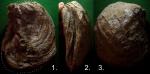 Самая крупная в моей коллекции устрица Amphidonta
