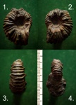 Аммонит  Epicheloniceras sp.