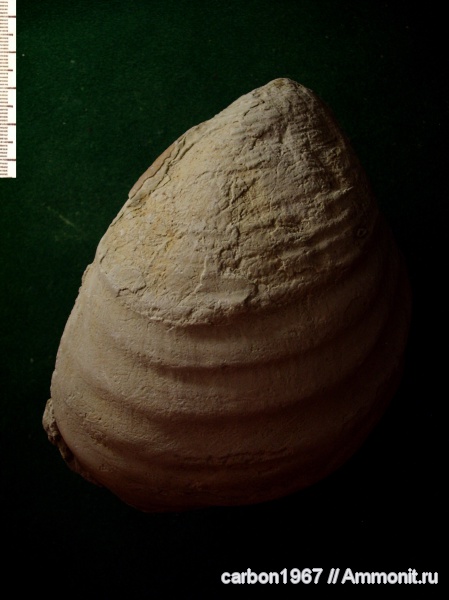 мел, двустворчатые моллюски, Inoceramus, Cretaceous