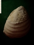 Моллюск Inoceramus ladiatus.