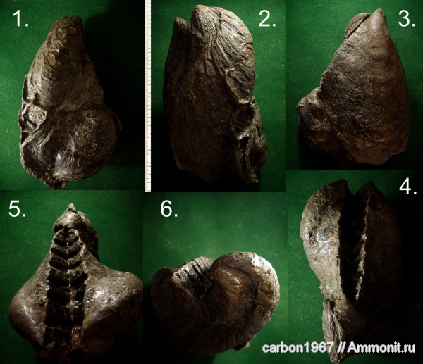 мел, черви, двустворчатые моллюски, Ostrea, Gervillia, Cretaceous